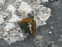 Coenonympha arcania