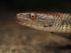 Trimerodytes aequifasciatus