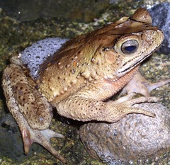 Incilius coniferus