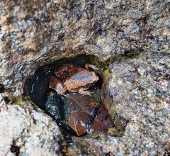 Microhyla