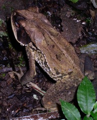 Incilius melanochlorus