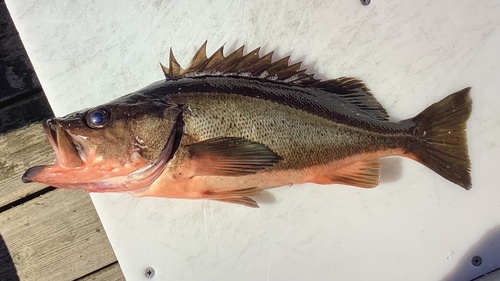 Silvergray Rockfish