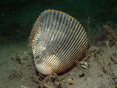 Dallocardia quadragenaria