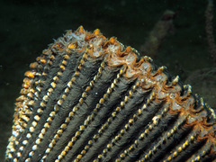 Dallocardia quadragenaria