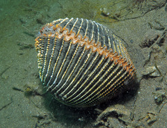 Dallocardia quadragenaria