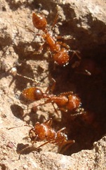 Pogonomyrmex maricopa