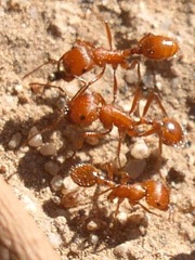 Pogonomyrmex maricopa