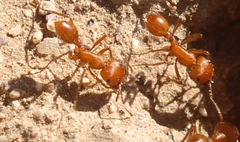 Pogonomyrmex maricopa