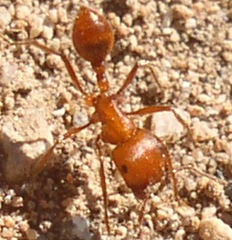 Pogonomyrmex maricopa