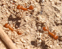 Pogonomyrmex maricopa