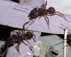 Acromyrmex versicolor