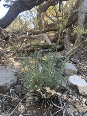 Lomatium parryi