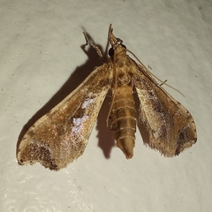 Leucinodes laisalis