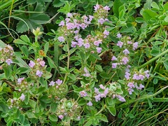 Thymus transcaucasicus