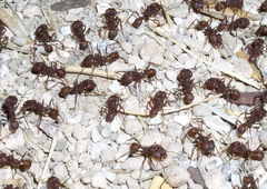 Acromyrmex versicolor