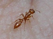 Pseudomyrmex pallidus