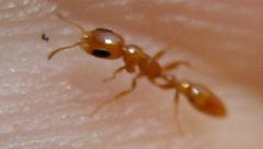 Pseudomyrmex pallidus