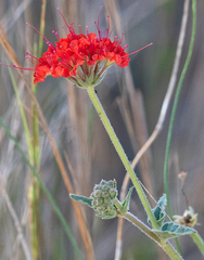Nyctaginia capitata