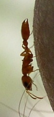 Pseudomyrmex pallidus