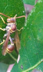 Mischocyttarus mexicanus cubicola