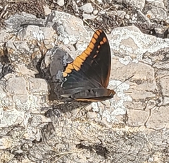 Charaxes jasius
