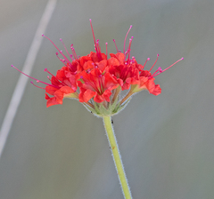 Nyctaginia capitata