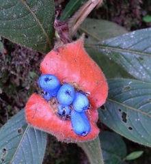 Palicourea tomentosa
