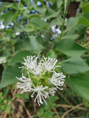 Croton ciliatoglandulifer