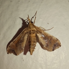 Leucinodes laisalis