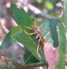Mischocyttarus mexicanus cubicola