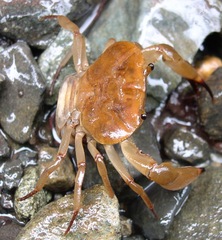 Pseudothelphusidae
