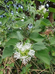 Croton ciliatoglandulifer