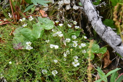 Pseudocherleria macrocarpa