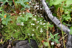 Pseudocherleria macrocarpa