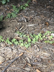 Hedera helix