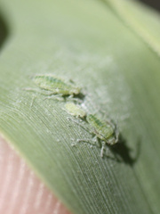 Brevicoryne brassicae