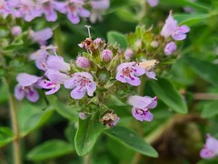 Thymus transcaucasicus