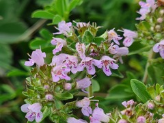 Thymus transcaucasicus