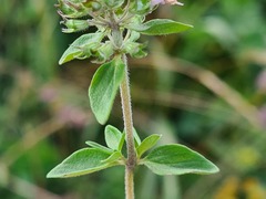 Thymus transcaucasicus