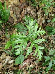 Doryopteris pentagona