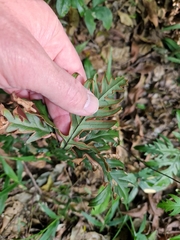 Doryopteris pentagona
