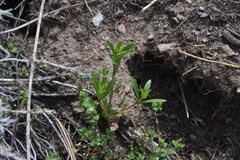 Polemoniaceae
