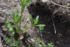 Polemoniaceae