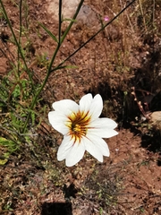 Salpiglossis sinuata