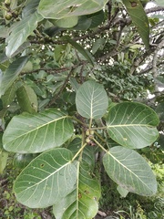 Ficus obtusifolia