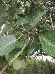 Ficus obtusifolia