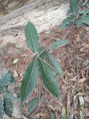 Osmanthus armatus