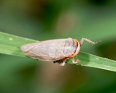 Hemiptera