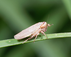 Hemiptera