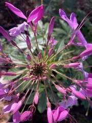 Cleome houtteana